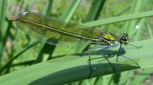 Calopteryx xanthostoma